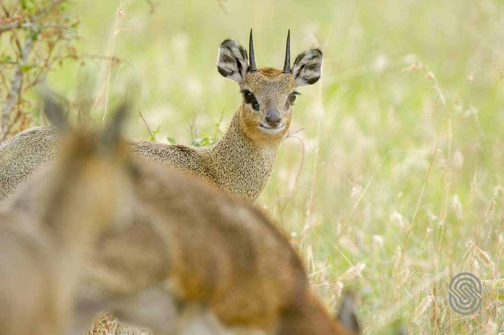 Mbuzi Mawe Serena Camp Serengeti Fasilitas foto